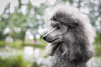 female Royal Standard Poodle