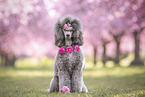 female Royal Standard Poodle