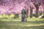 female Royal Standard Poodle