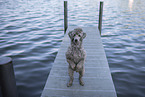 male Royal Standard Poodle