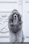 male Royal Standard Poodle