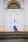 male Royal Standard Poodle