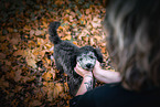 young Royal Standard Poodle