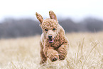 Royal Standard Poodle in autumn