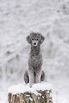 male Royal Standard Poodle