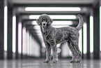 male Royal Standard Poodle