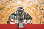 male Royal Standard Poodle