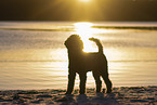 male Royal Standard Poodle