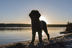 male Royal Standard Poodle