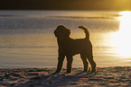 male Royal Standard Poodle