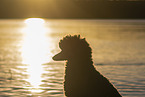 male Royal Standard Poodle