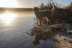 male Royal Standard Poodle