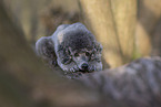 male Royal Standard Poodle