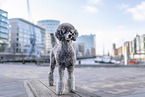 male Royal Standard Poodle