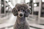 male Royal Standard Poodle