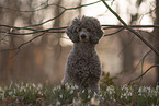 male Royal Standard Poodle