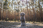 male Royal Standard Poodle