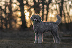 male Royal Standard Poodle