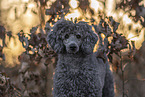 male Royal Standard Poodle