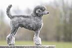 male Royal Standard Poodle