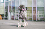 male Royal Standard Poodle