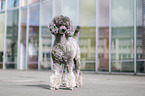 male Royal Standard Poodle