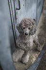 male Royal Standard Poodle