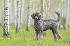 male Royal Standard Poodle