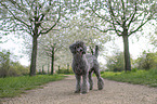 male Royal Standard Poodle