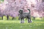 male Royal Standard Poodle