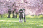 male Royal Standard Poodle