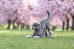 male Royal Standard Poodle