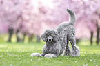 male Royal Standard Poodle