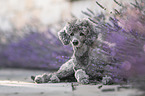 male Royal Standard Poodle