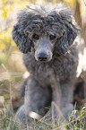 male Royal Standard Poodle