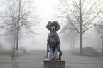 male Royal Standard Poodle