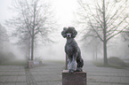 male Royal Standard Poodle