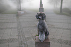 male Royal Standard Poodle