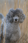 male Royal Standard Poodle