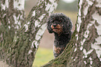 Royal Standard Poodle