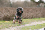 Royal Standard Poodle