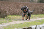 Royal Standard Poodle