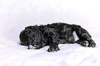 Royal Standard Poodle Puppy