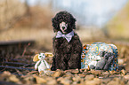 Royal Standard Poodle Puppy