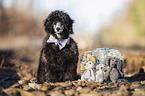 Royal Standard Poodle Puppy