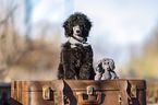 Royal Standard Poodle Puppy