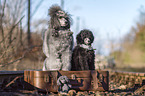 Royal Standard Poodle Puppy