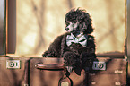 Royal Standard Poodle Puppy