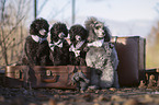 Royal Standard Poodles