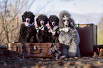 Royal Standard Poodles